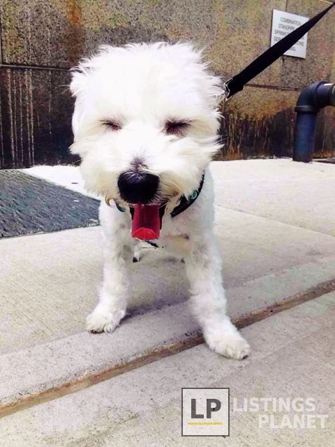 Swifto Dog Walking