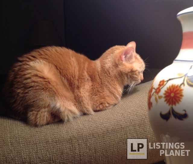 Tech Ridge Pet Hospital