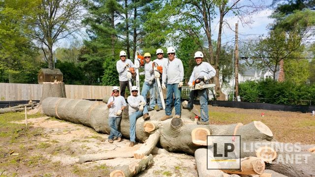 Ofilio Tree Service