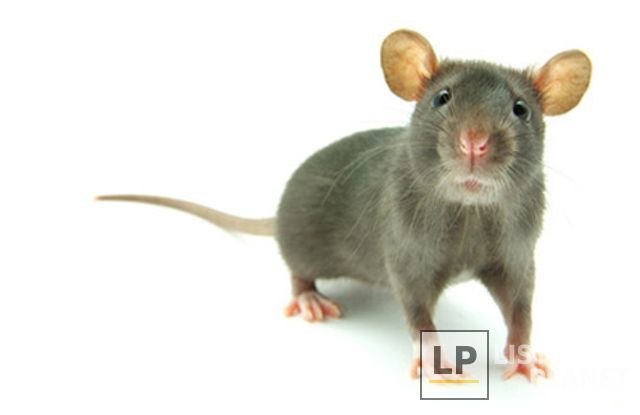Century Pest Control Inc